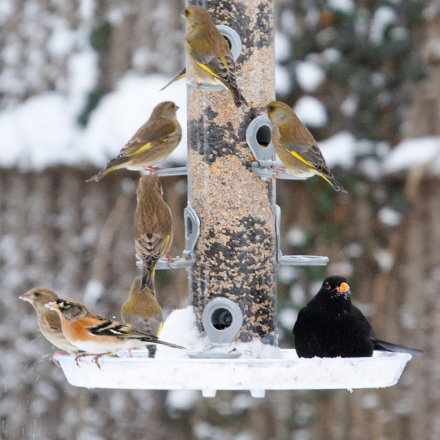 Auffangschale maxi Ø 36 cm